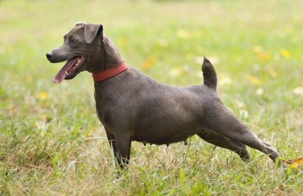 Patterdale Terrier Dogs Raza - Características, Fotos & Precio | MundoAnimalia