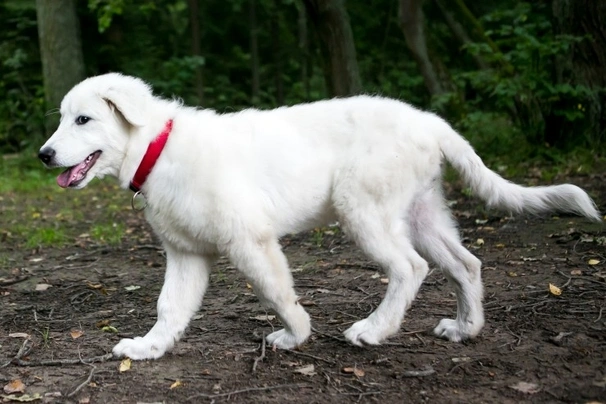 Pastore Maremmano Abruzzese Cani Razza | Carattere, Prezzo, Cuccioli ...