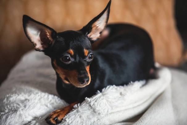 Russian Toy Terrier Dogs Razza - Prezzo, Temperamento & Foto | AnnunciAnimali