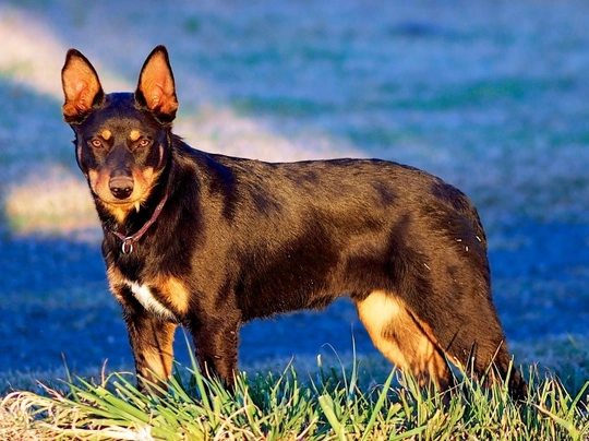 Australian Kelpie Dogs Breed - Information, Temperament, Size & Price | Pets4Homes