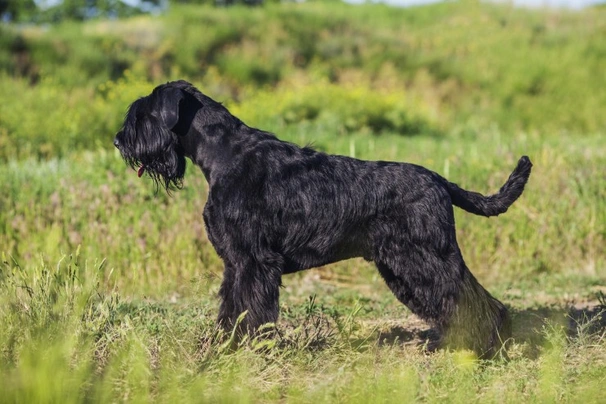 Schnauzer Gigante Dogs Raza - Características, Fotos & Precio | MundoAnimalia