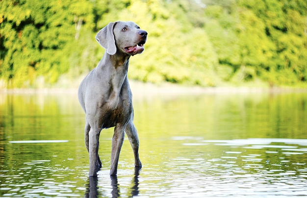 Výmarský ohař Dogs Plemeno / Druh: Povaha, Délka života & Cena | iFauna