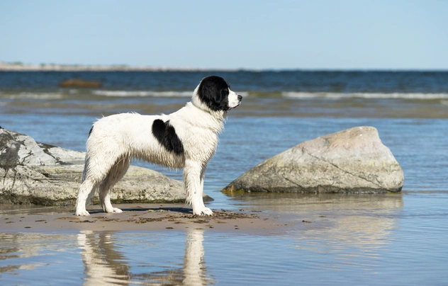 Landseer ECT Dogs Ras: Karakter, Levensduur & Prijs | Puppyplaats