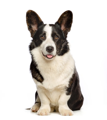 Welsh Corgi Cardigan Dogs Breed | Facts, Information and Advice | Pets4Homes