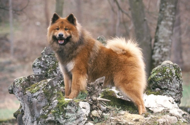 Eurasier Dogs Breed - Information, Temperament, Size & Price | Pets4Homes