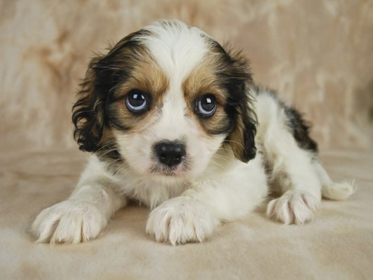 King charles spaniel and deals bichon frise mix for sale