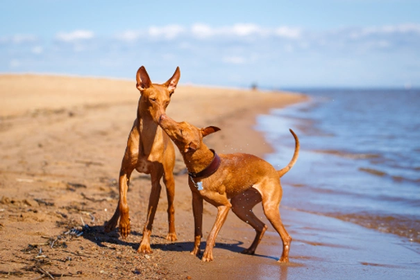 Sicilský chrt Dogs Informace - velikost, povaha, délka života & cena | iFauna