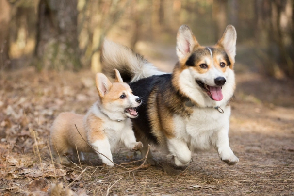 Welsh Corgi Pembroke Dogs Razza - Prezzo, Temperamento & Foto | AnnunciAnimali