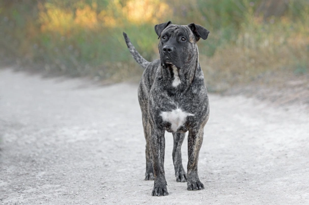 Perro de Presa Canario Dogs Informace - velikost, povaha, délka života & cena | iFauna