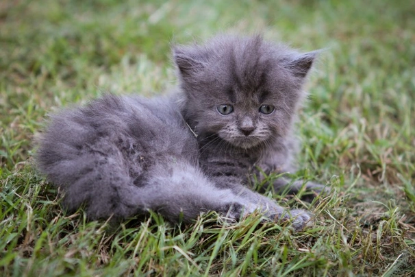 Nebelung Cats Raza - Características, Fotos & Precio | MundoAnimalia