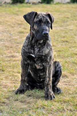 Presa Canario Dogs Breed - Information, Temperament, Size & Price | Pets4Homes