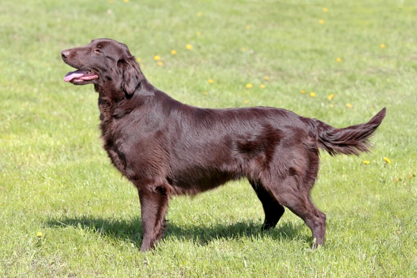 Flat-Coated Retriever Dogs Raza - Características, Fotos & Precio | MundoAnimalia