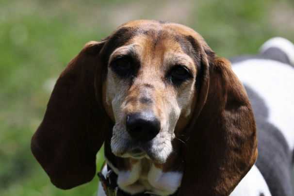 Německý honič Dogs Informace - velikost, povaha, délka života & cena | iFauna