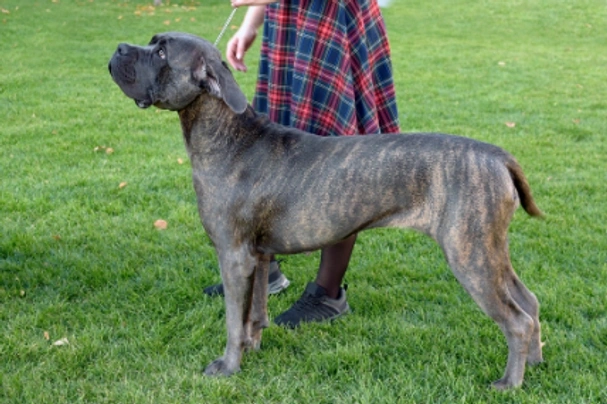 Perro de Presa Canario Psi Informace velikost, povaha, délka života