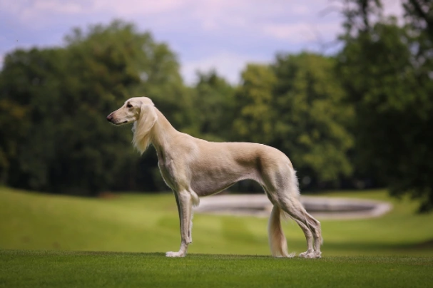 Saluki Dogs Ras: Karakter, Levensduur & Prijs | Puppyplaats