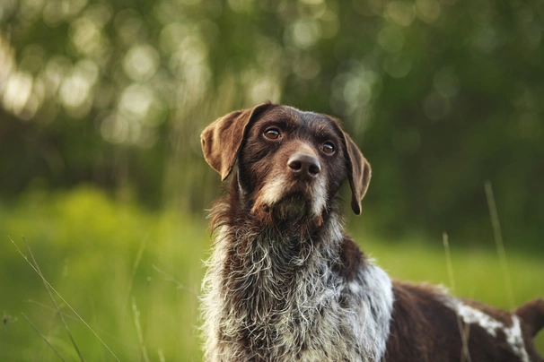 German Wirehaired Pointer Dogs Breed - Information, Temperament, Size & Price | Pets4Homes