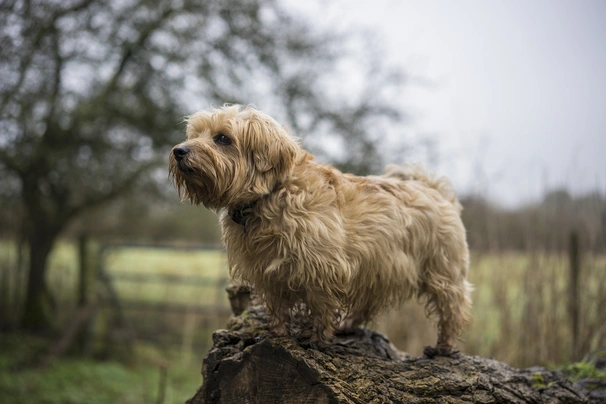 Norfolk Terrier Dogs Breed | Facts, Information and Advice | Pets4Homes