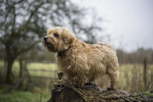 Norfolk Terriër Dogs Ras: Karakter, Levensduur & Prijs | Puppyplaats