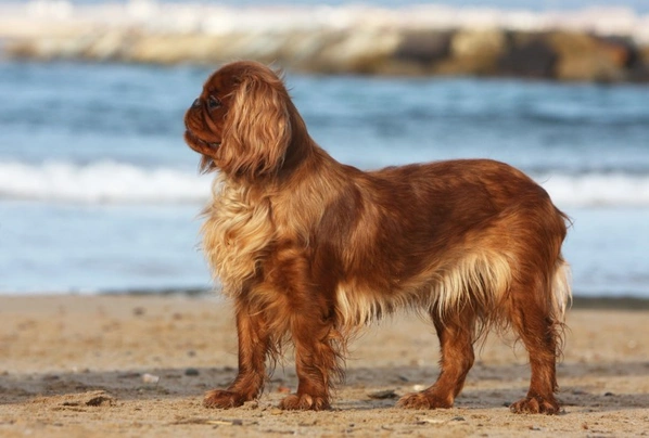 King Charles Spaniel Dogs Breed | Facts, Information and Advice | Pets4Homes