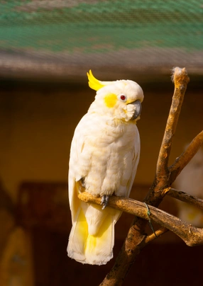 Kakadu žlutolící Birds Informace - velikost, povaha, délka života & cena | iFauna