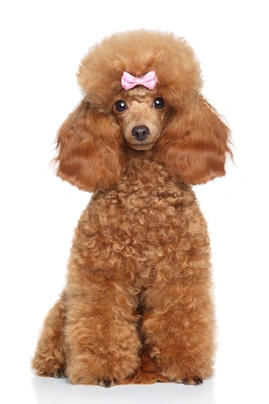 How much is outlet a toy poodle cost