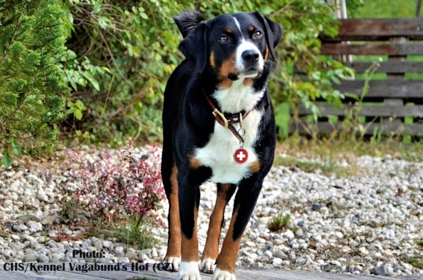 Appenzellský salašnický pes Dogs Informace - velikost, povaha, délka života & cena | iFauna