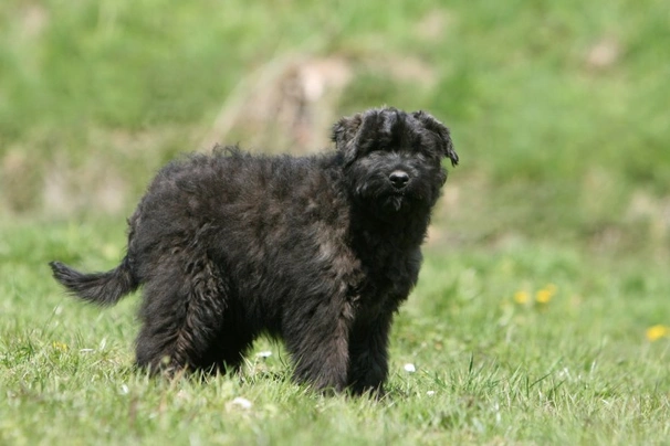 Fawn best sale bouvier puppies