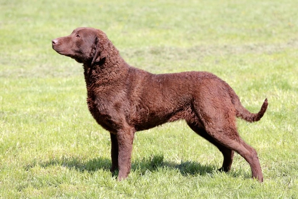 Chesapeake Bay retrívr Dogs Informace - velikost, povaha, délka života & cena | iFauna