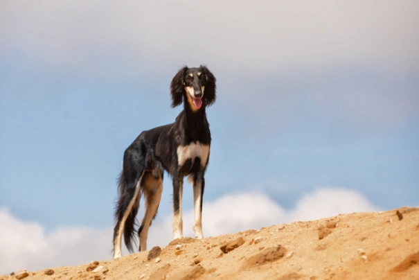 Saluki Dogs Breed - Information, Temperament, Size & Price | Pets4Homes