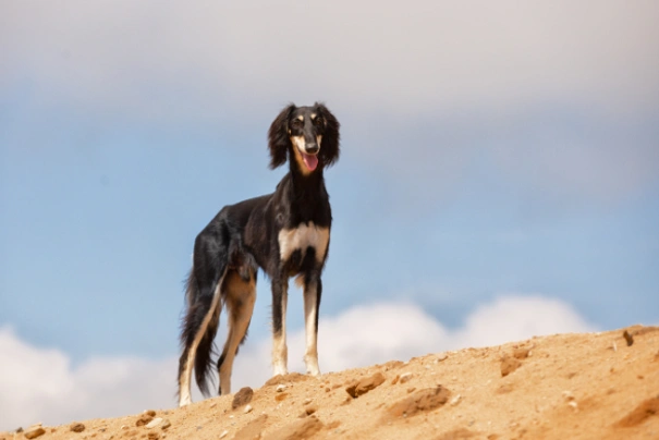 Saluki Dogs Raza - Características, Fotos & Precio | MundoAnimalia