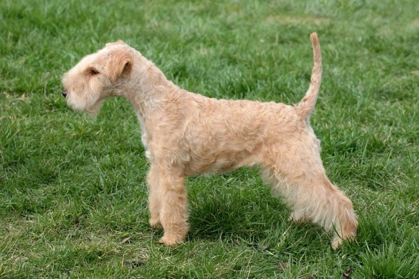 Lakeland best sale terrier cost