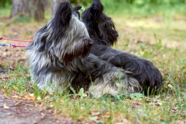 Skye Terrier Dogs Raza - Características, Fotos & Precio | MundoAnimalia