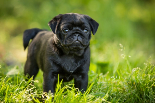 Pug Dogs Breed - Information, Temperament, Size & Price | Pets4Homes