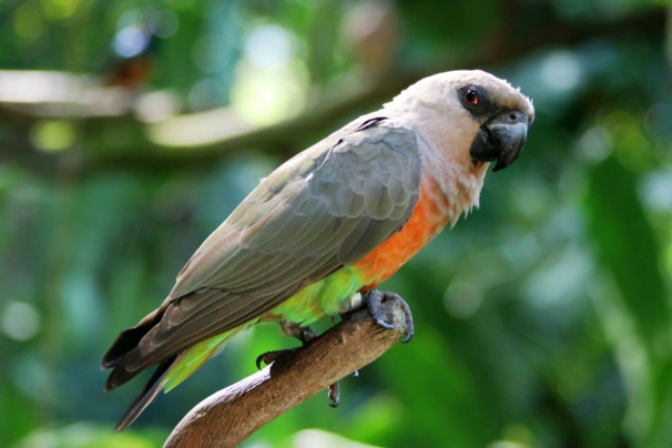 Papoušek červenobřichý Birds Informace - velikost, povaha, délka života & cena | iFauna