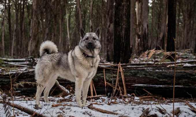 Elkhound Noruego Gris Dogs Raza - Características, Fotos & Precio | MundoAnimalia