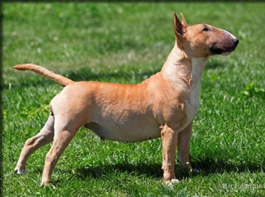 Bull terrier Dogs Razza | Carattere, Prezzo, Cuccioli, Cure e Consigli | AnnunciAnimali