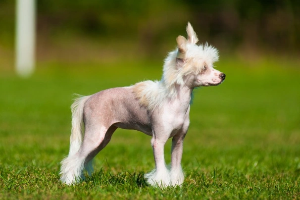 Hhl hot sale chinese crested