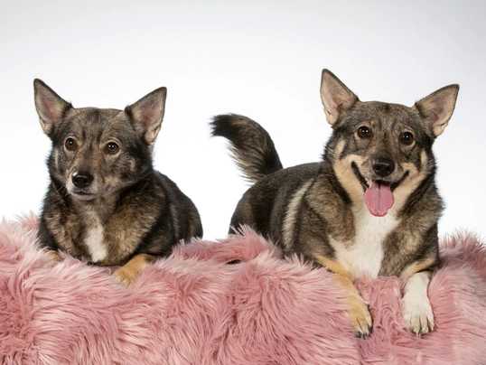 Vallhund Sueco Dogs Raza | Datos, Aspectos destacados y Consejos de compra | MundoAnimalia