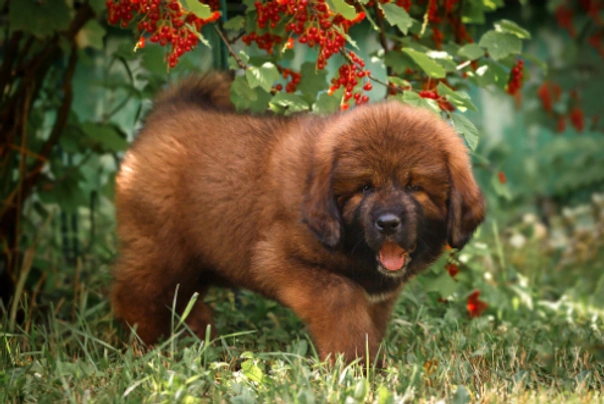 Tibetan Mastiff Dogs Razza - Prezzo, Temperamento & Foto | AnnunciAnimali