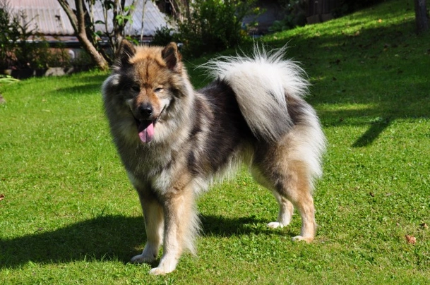 Premium Photo  Adorable beige eurasier puppy jumping out of a