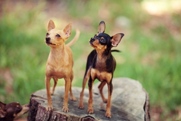 Russian Toy Terrier Dogs Breed