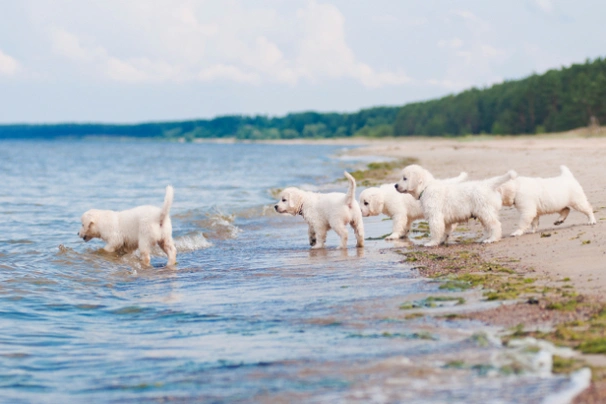 Zlatý retrívr Dogs Informace - velikost, povaha, délka života & cena | iFauna