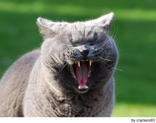 Británico de Pelo Corto Azul Cats Raza - Características, Fotos & Precio | MundoAnimalia
