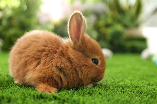 Thrianta Rabbits Breed - Information, Temperament, Size & Price | Pets4Homes