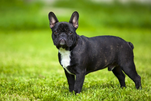 RAZAS DE PERROS: EL BULLDOG FRANCÉS