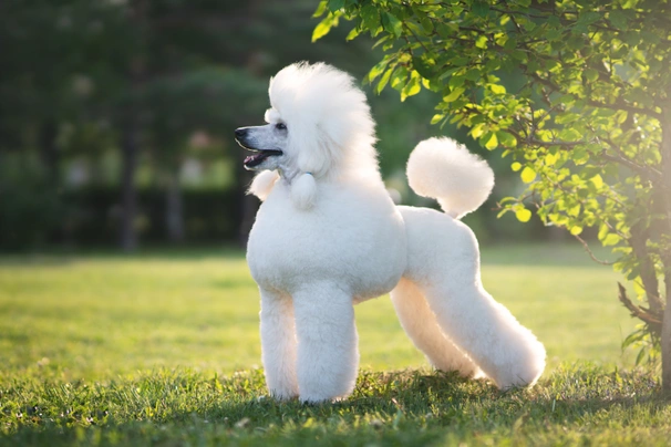 Poodle store dog breeds