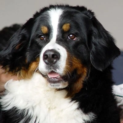 Berner Sennenhond Dogs Ras: Karakter, Levensduur & Prijs | Puppyplaats