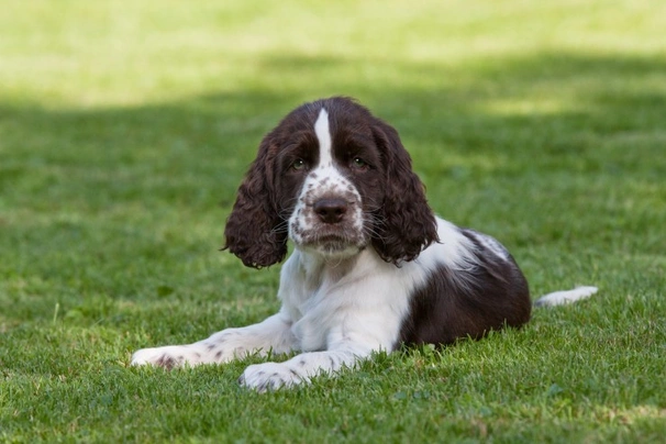 English Springer Spaniel Dogs Raza - Características, Fotos & Precio | MundoAnimalia