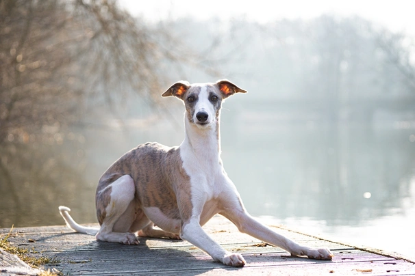 Whippet Dogs Breed - Information, Temperament, Size & Price | Pets4Homes