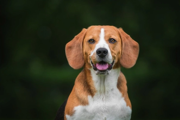 Beagle Dogs Breed - Information, Temperament, Size & Price | Pets4Homes